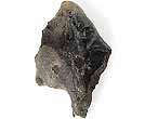 Fossile d'caille ganoide de Poisson Lepidotes maximus du jurassique Boulonnais